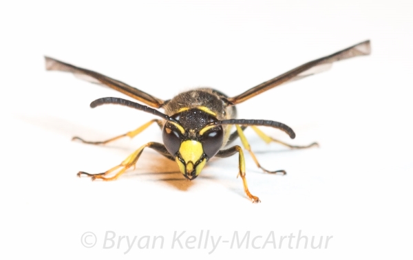 Photo of Ancistrocerus antilope by Bryan Kelly-McArthur